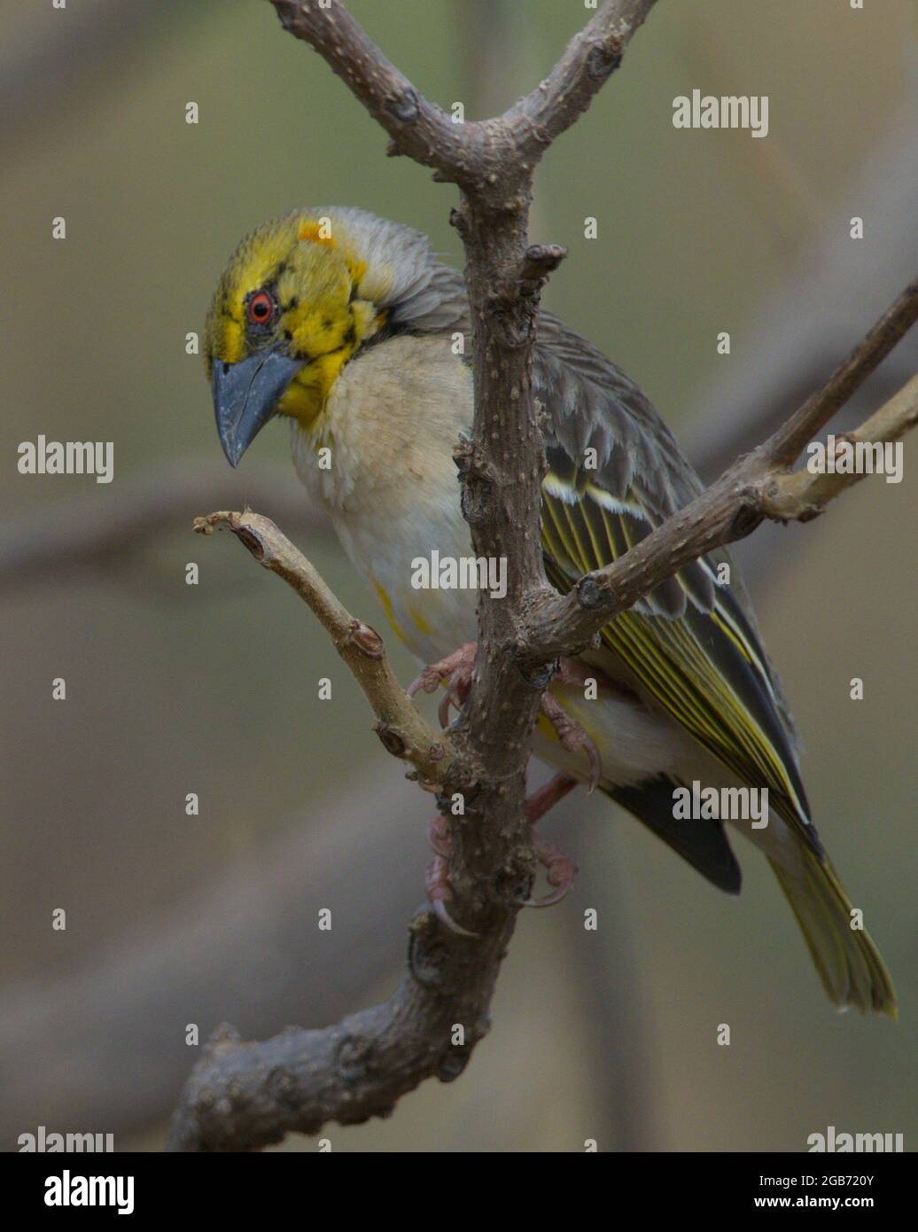 Gros plan sur le village pittoresque de Weaver (Ploceus cucullatus), oiseau du lac Tana, Gorgora, Éthiopie. Banque D'Images