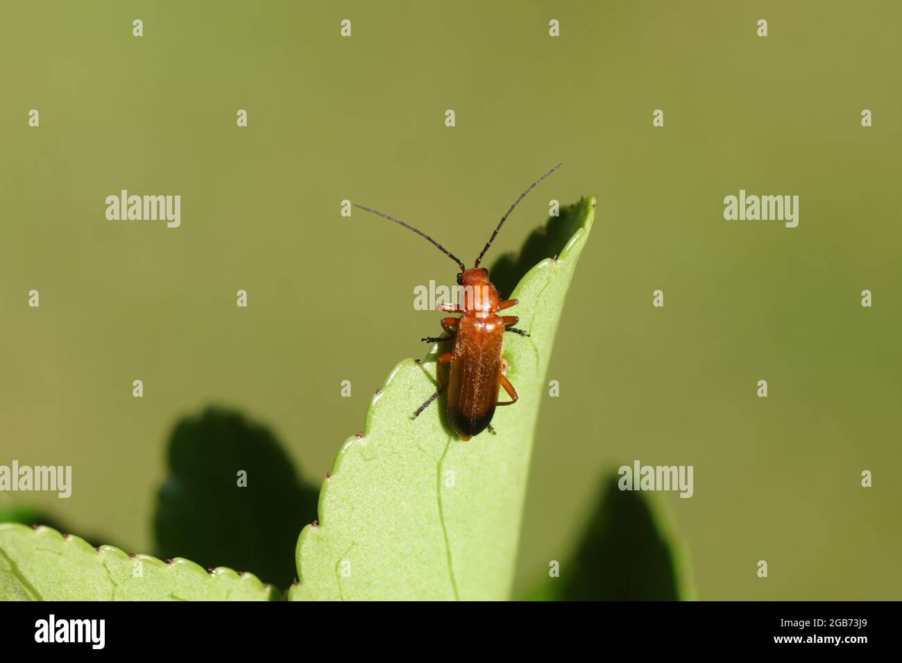 Gros plan sur le coléoptère commun des soldats rouges (Rhagonycha fulva), le coléoptère des soldats de la famille (Cantharidae). Sur une feuille de broche Evergreen, broche japonaise Banque D'Images