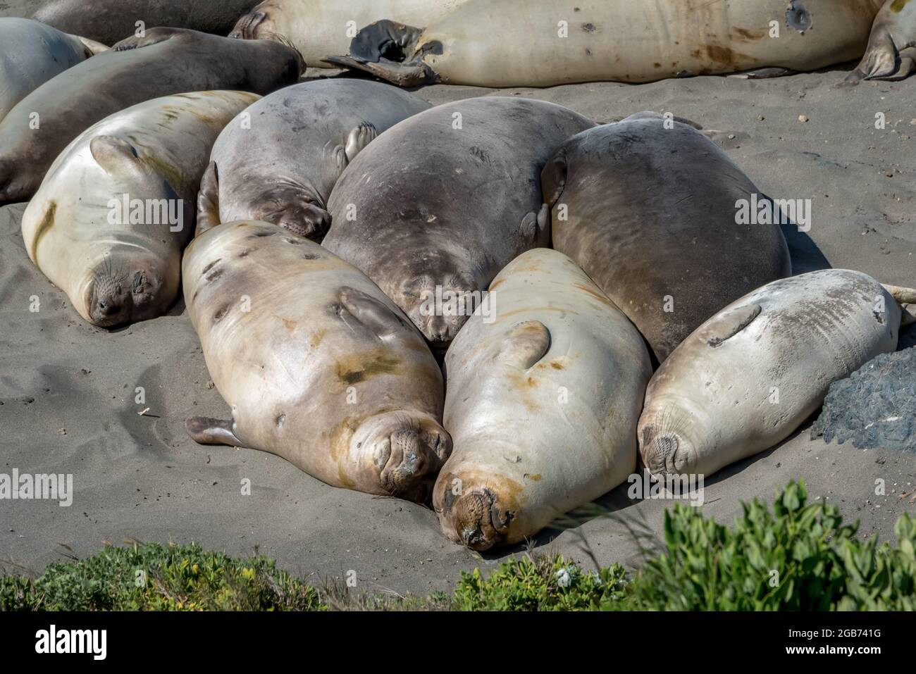 Les femelles et les juvéniles de phoques à éléphants mâles se reposent pendant leur saison annuelle de mue au printemps à la colonie de Piedras Blancas, en Californie. Banque D'Images