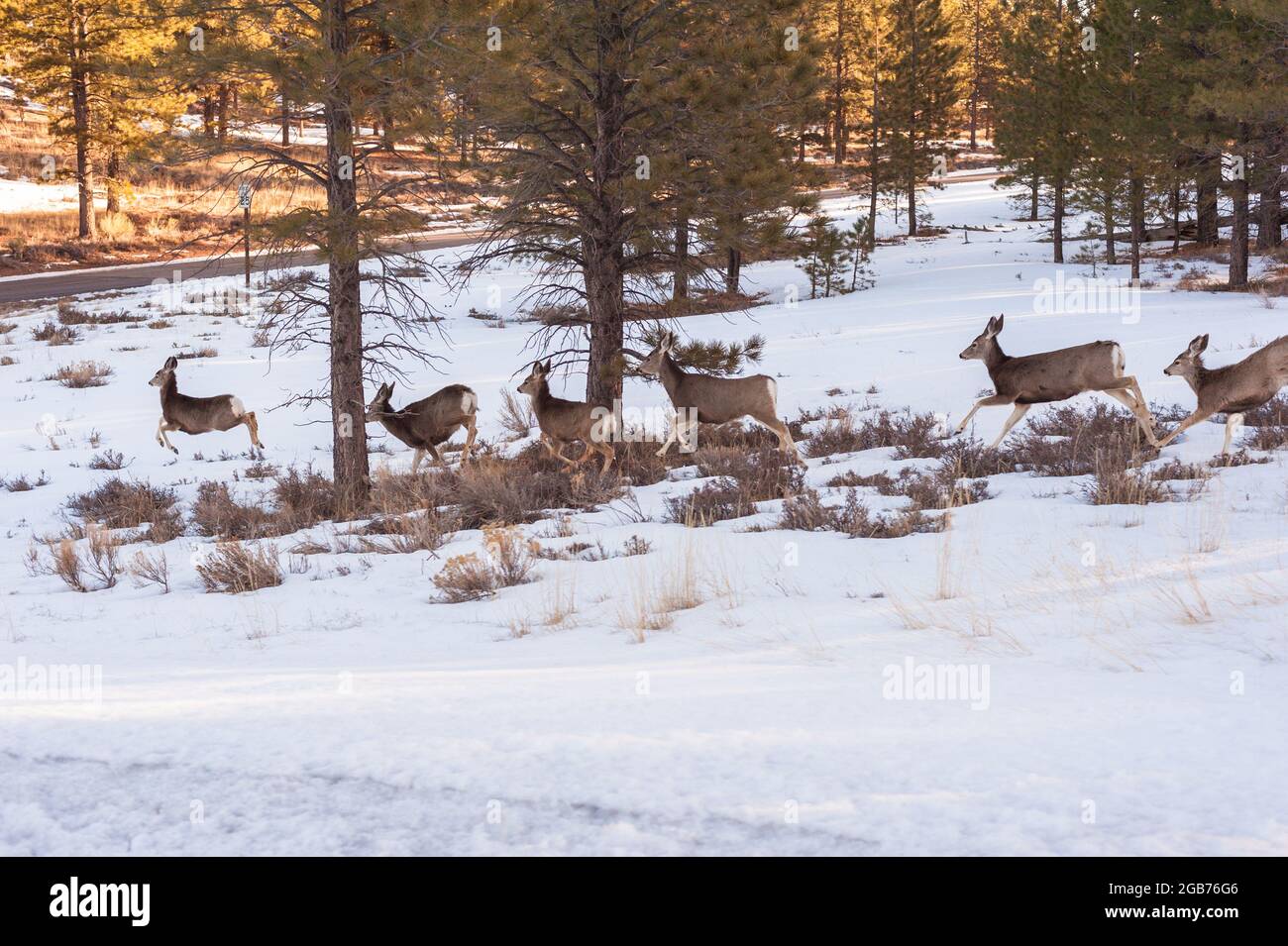 Cerf sur le point de traverser ou de traverser la route dans l'Utah Banque D'Images