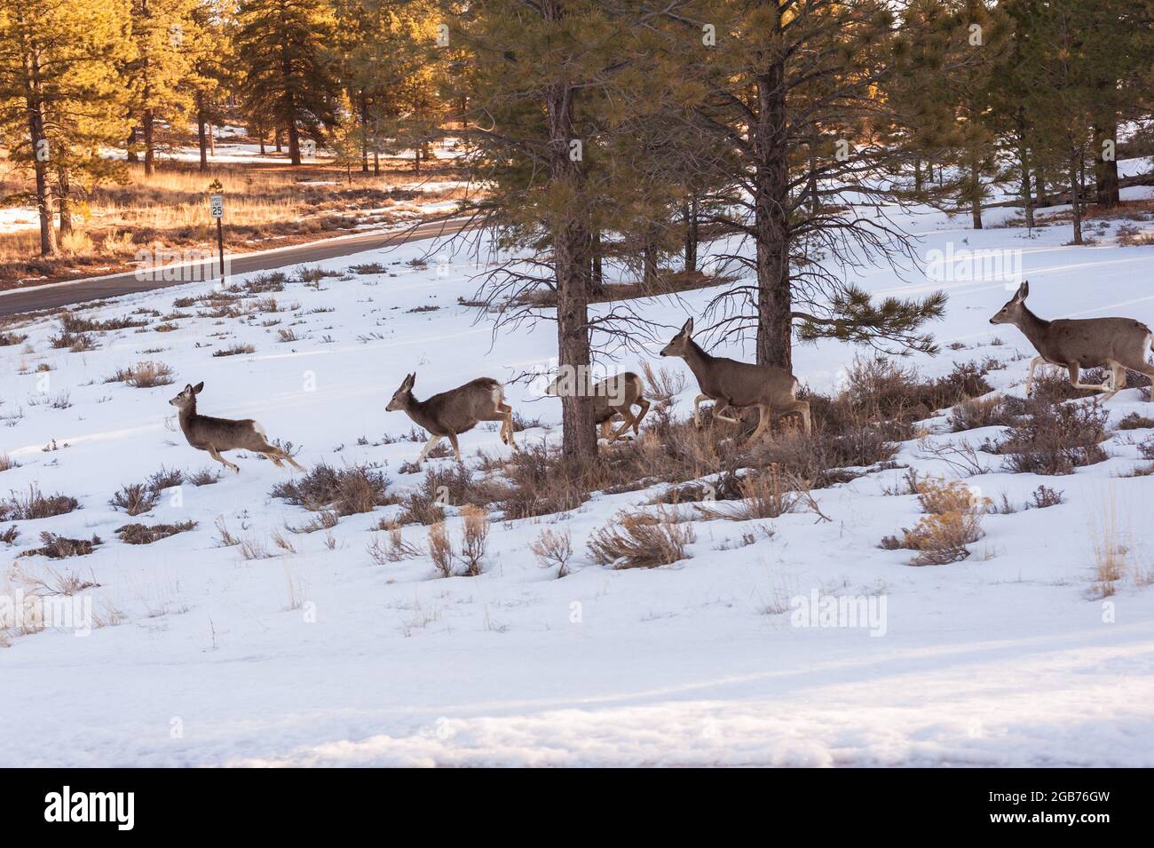 Cerf sur le point de traverser ou de traverser la route dans l'Utah Banque D'Images