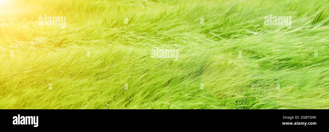 Gros plan sur le champ de blé agricole vert. Vue de haut en bas sur le champ de blé vert. Les épillets de blé mûr balancent dans le vent. Longue bannière avec espace de copie Banque D'Images