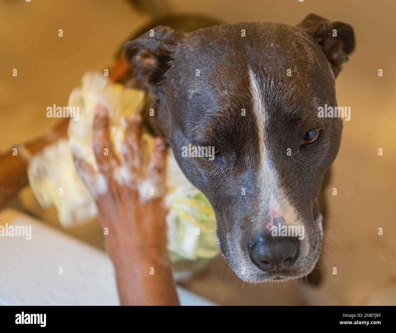 Terrier américain gris du staffordshire appréciant un bain avec le loofah et le shampooing Banque D'Images