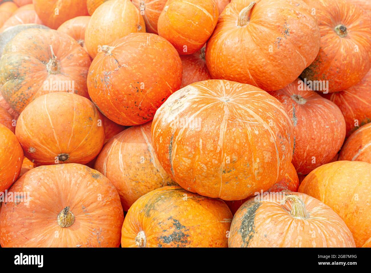 Gros gros gros gros gros citrouilles à l'orange mûres. Produit agricole biologique à vendre. Un légume traditionnel pour Thanksgiving ou pour faire la lanterne de Jack pour Halloween Banque D'Images