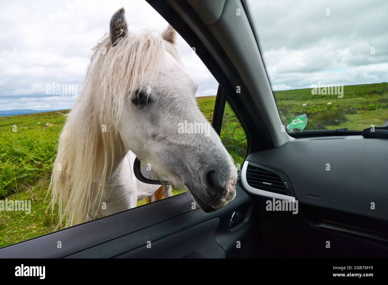 Cheval regardant en voiture sur le long Mynd dans les collines de Shropshire, Royaume-Uni Banque D'Images