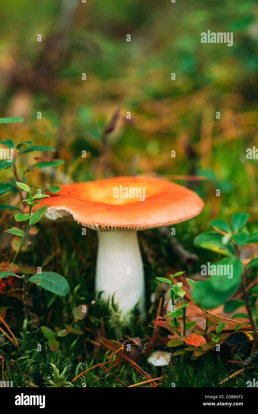 Champignon Russula emetica - faucirant, émétique russula, ou vomissant russula. Forêt d'automne. Champignon comestible conditionnellement. Biélorussie, Europe Banque D'Images