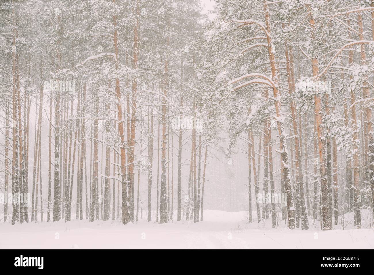 Forêt blanche enneigée en hiver Frosty Day. Neige dans les bois givré d'hiver. Météo enneigée. Hiver Forêt conifères enneigée. Blizzard à Windy Day Banque D'Images