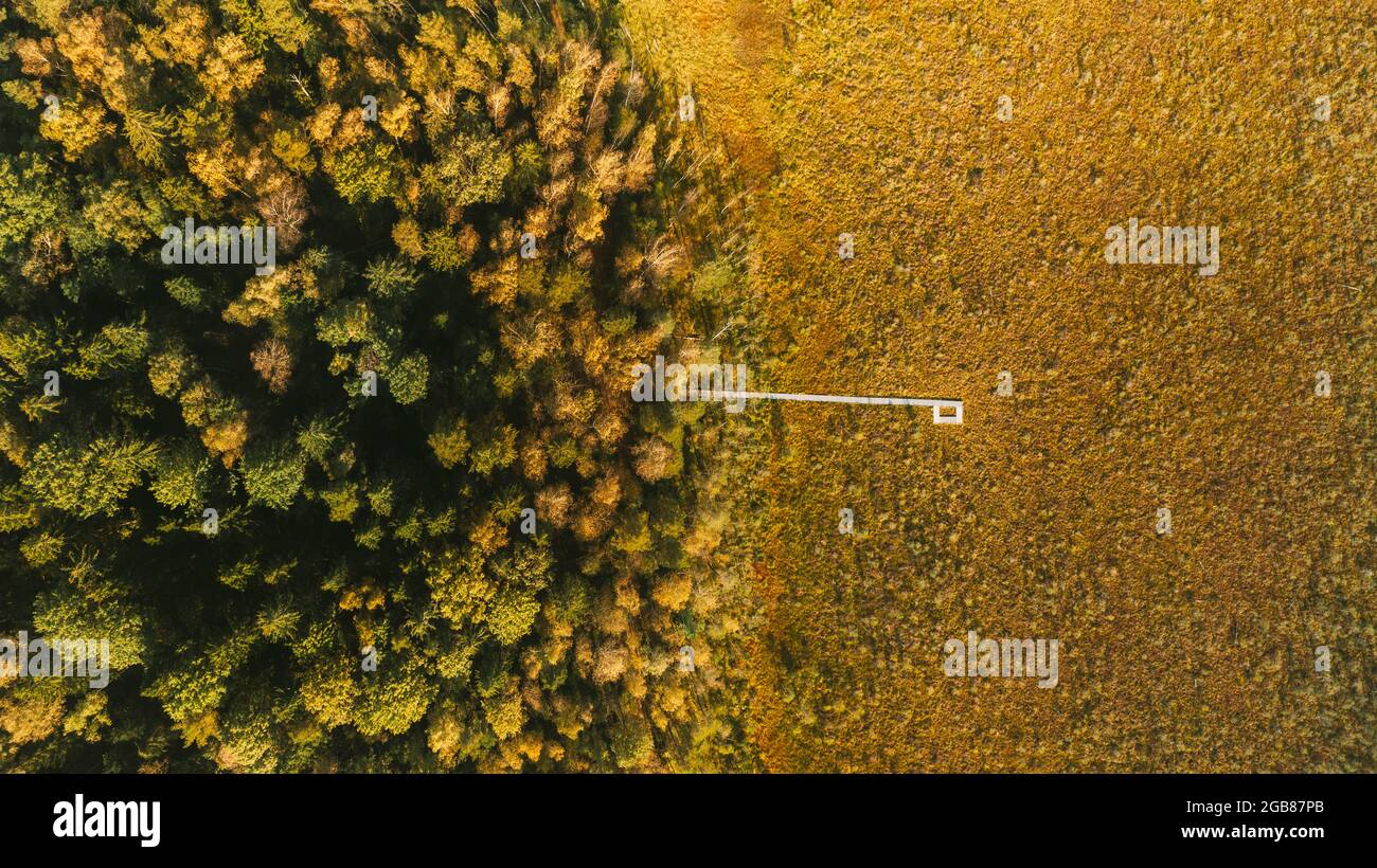 Bélarus, Réserve de biosphère de Berezinsky. Vue aérienne à vol d'oiseau du sentier en bois du marais de marais à la forêt de conifères en automne Sunny Day Banque D'Images