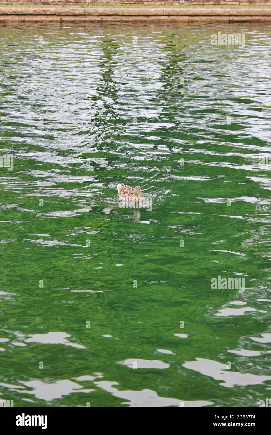 Un Joli Bebe Qui Nage Autour De L Etang Lors D Une Belle Journee Ensoleillee D Ete Photo Stock Alamy