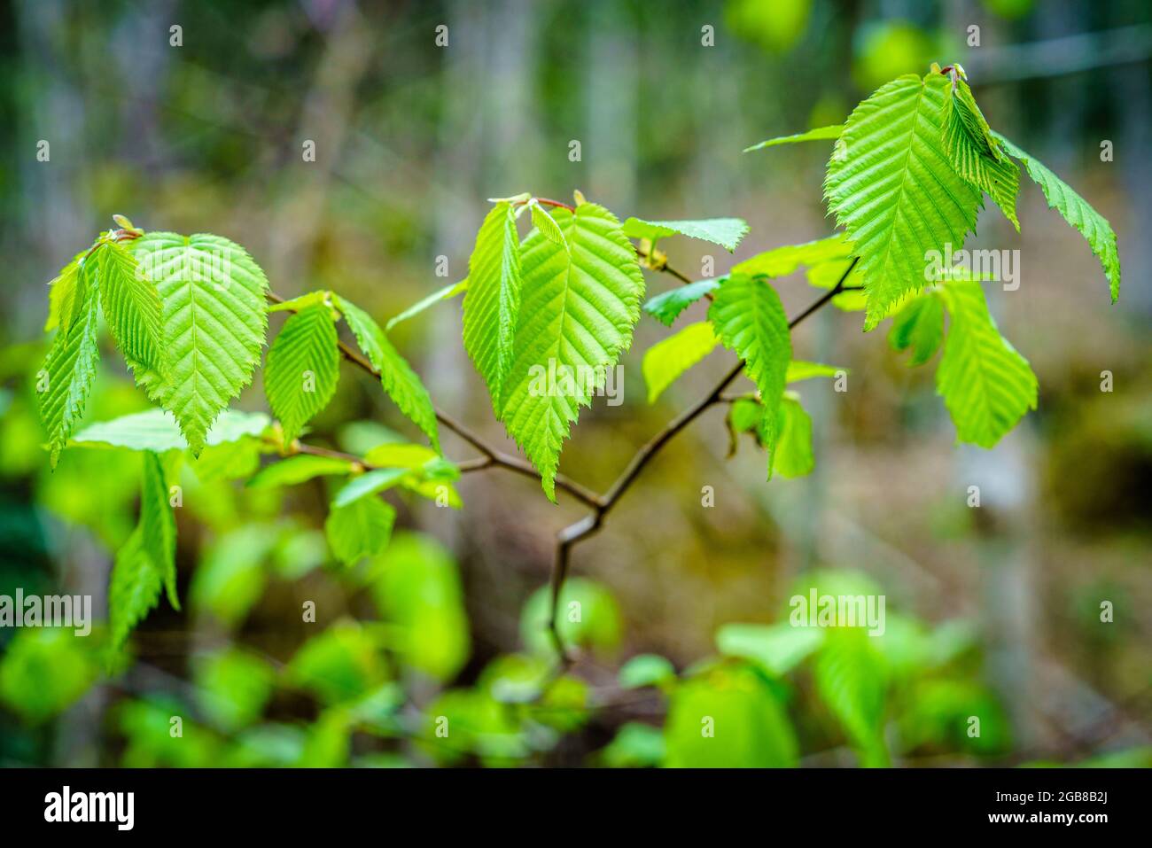 Image en gros plan de feuilles de bouleau vert frais au printemps Banque D'Images