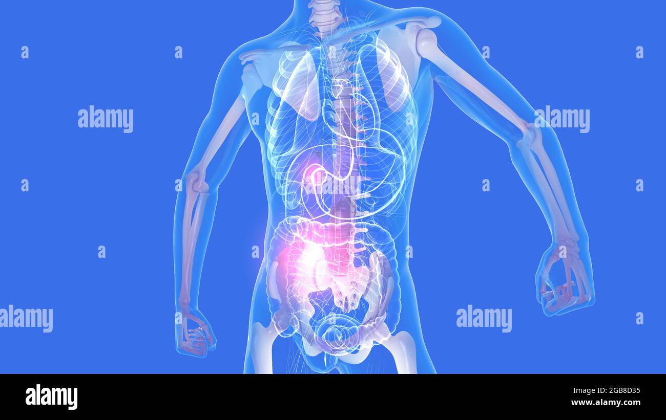 illustration 3d de l'anatomie interne d'un homme, mettant en évidence le squelette et d'autres organes internes en verre. Image transparente. Banque D'Images
