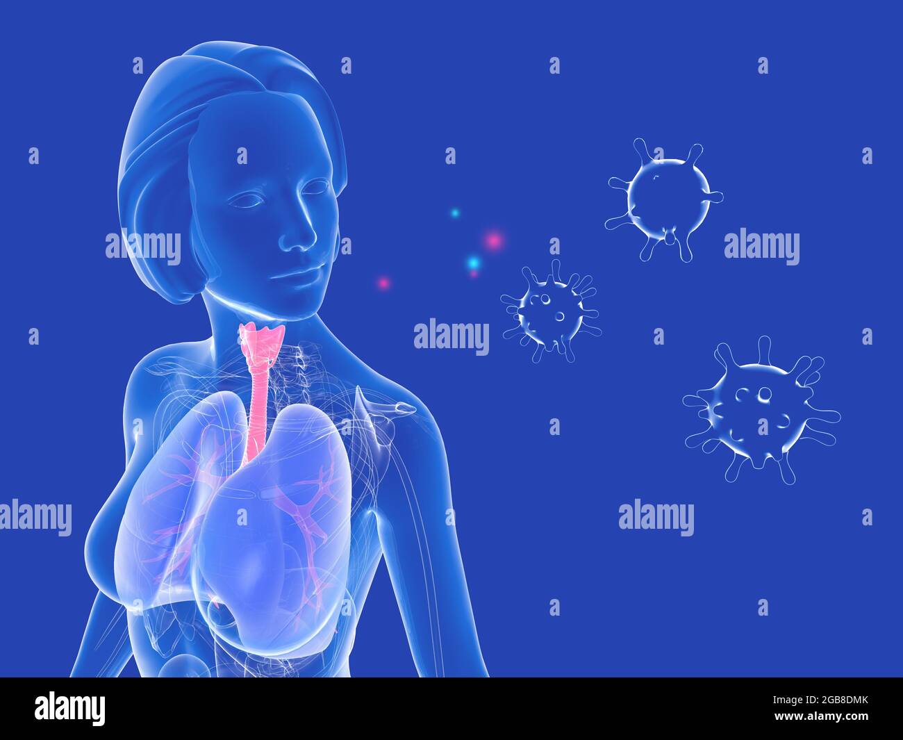 Illustration 3D de l'anatomie du système respiratoire féminin à côté des virus. Représentation graphique des poumons, de la trachée et de la mise en évidence de l'ENT. Banque D'Images
