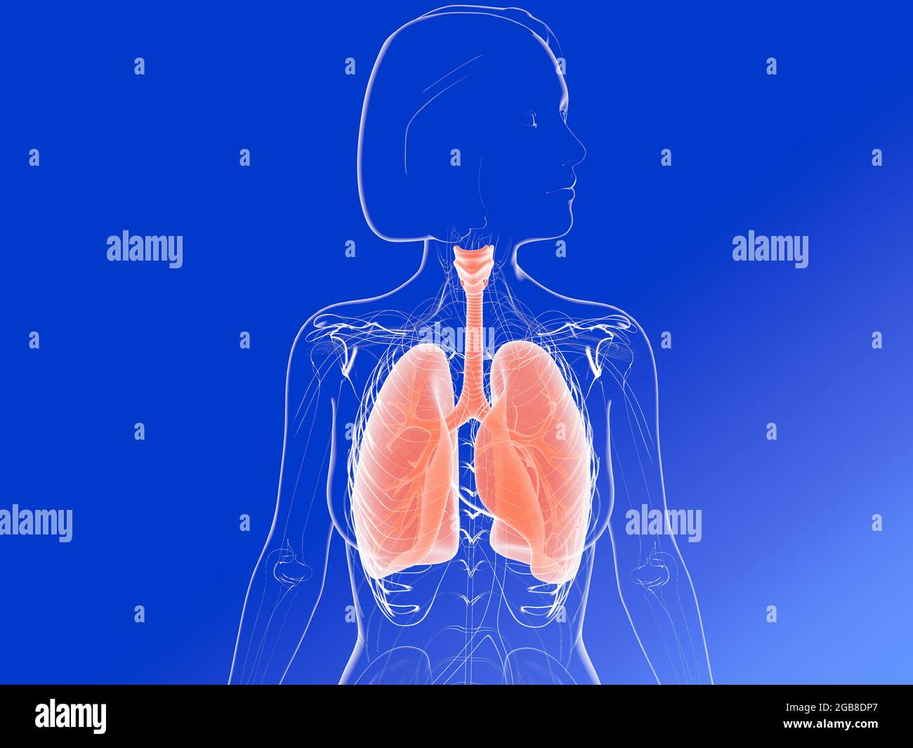 illustration 3d de l'anatomie des poumons et des bronches mettant en évidence les organes internes. Image de la femme transparente. Banque D'Images