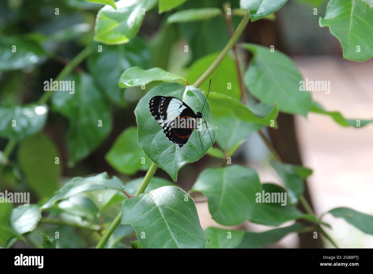 Gros plan, vue latérale d'un papillon rouge de Postman, Heliconius Erato Emma, avec ailes fermées assis sur une feuille de vigne Banque D'Images