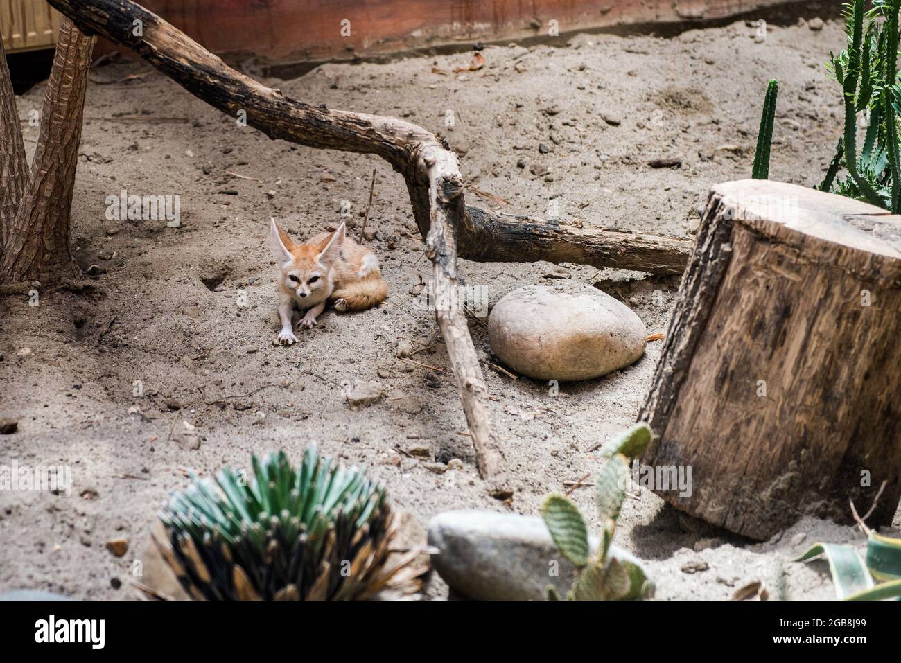 Fennec Banque D Image Et Photos Page 10 Alamy