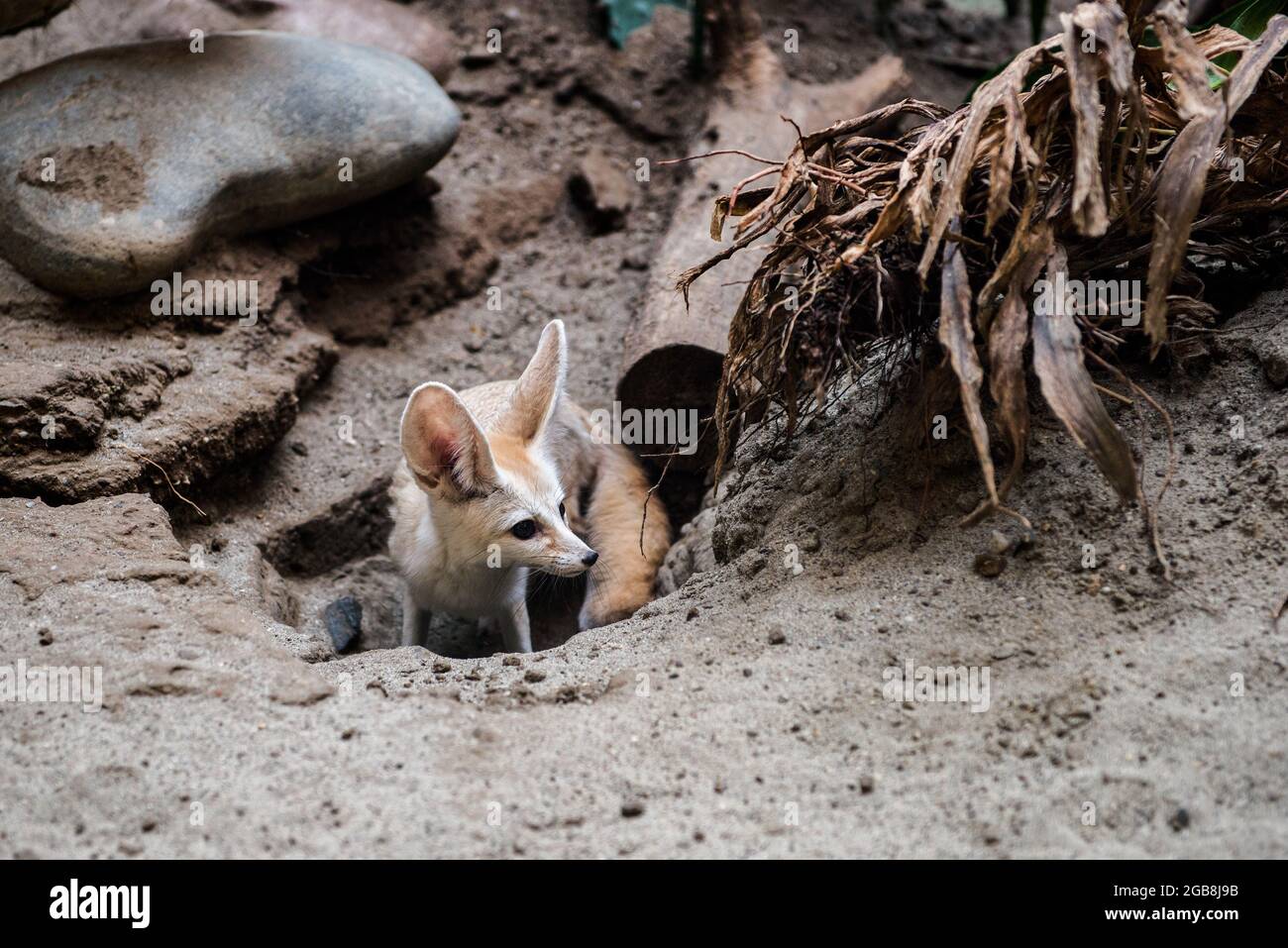 Fennec Fox Banque D Image Et Photos Page 8 Alamy