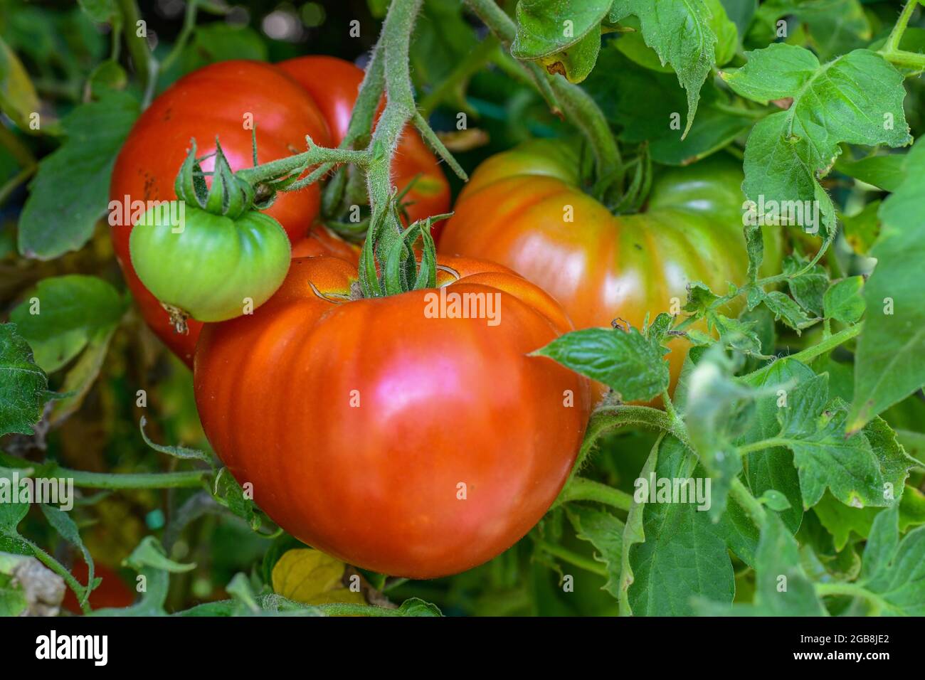 Tomates sur la vigne - Solanum lycopersicum tomate vigne avec gros boeuf tomate lycopersicon esculentum - tomates rouges mûres - Banque D'Images