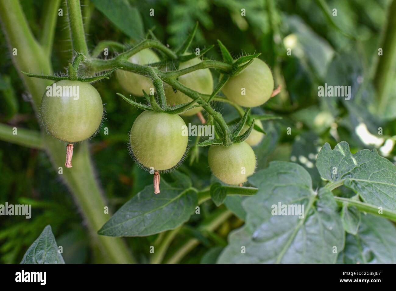 Tomates sur la vigne - tomate cerise avec tomate verte lycopersicon esculentum - jardin de plantes de tomates - Solanum lycopersicum Banque D'Images