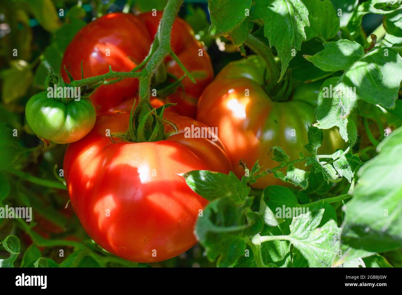 Tomates sur la vigne - Solanum lycopersicum tomate vigne avec gros boeuf tomate lycopersicon esculentum - tomates rouges mûres - Banque D'Images