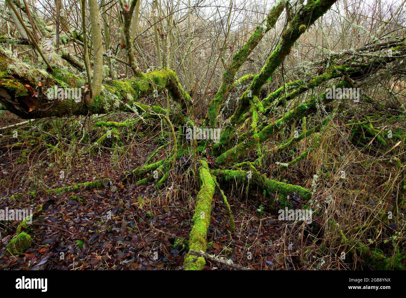 Image extérieure d'une forêt et de zones humides du Nord-Ouest du Pacifique Banque D'Images