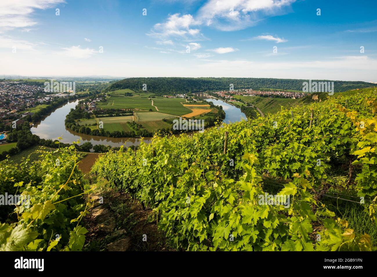 Neckar Loop and Vineyards, Mundelsheim, Neckar, Neckar Valley, Bade-Wurtemberg, Allemagne Banque D'Images