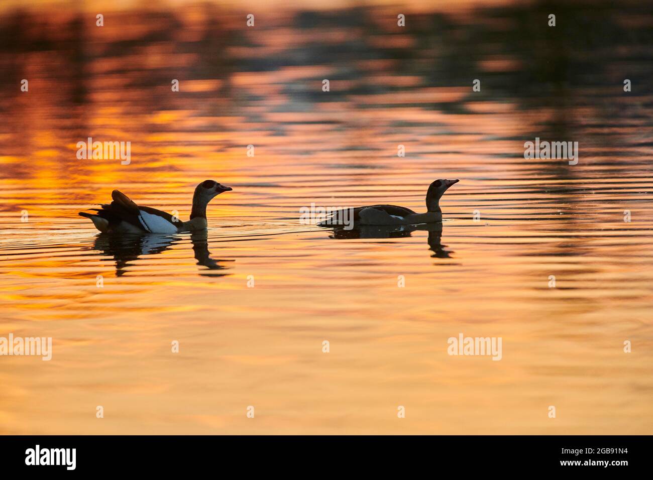 Couple d'oies égyptiennes (Alopochen aegyptiaca) nageant sur le fleuve danubia au coucher du soleil, Bavière, Allemagne Banque D'Images