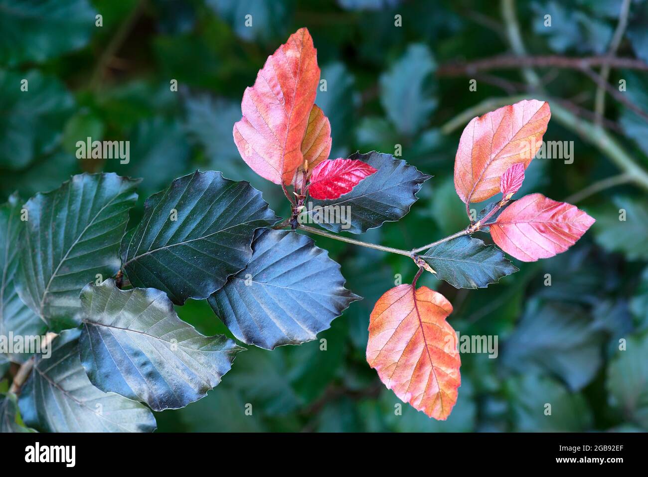 Feuilles de hêtre cuivré (Fagus sylvatica), Bavière, Allemagne Banque D'Images