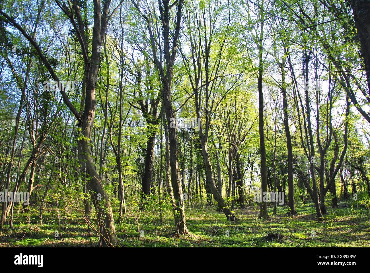 Forêt de feuillus avec des hêtres entre Bitterfeld et Wolfen, Saxe-Anhalt, Allemagne Banque D'Images