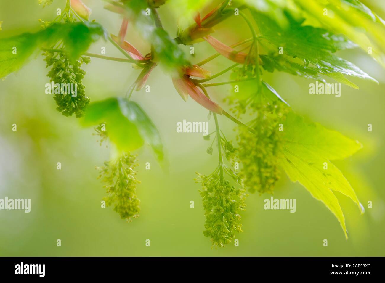 Érable à champ (Acer campestre), défocused, Allemagne Banque D'Images