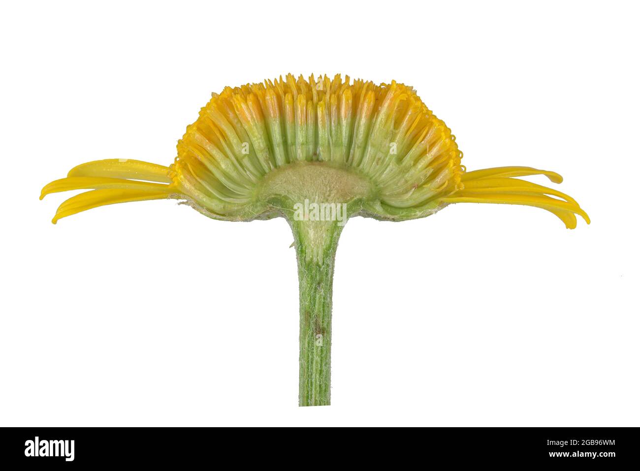 Marguerite dorée (Anthemis tinctoria), fleur coupée ouverte, Allemagne Banque D'Images