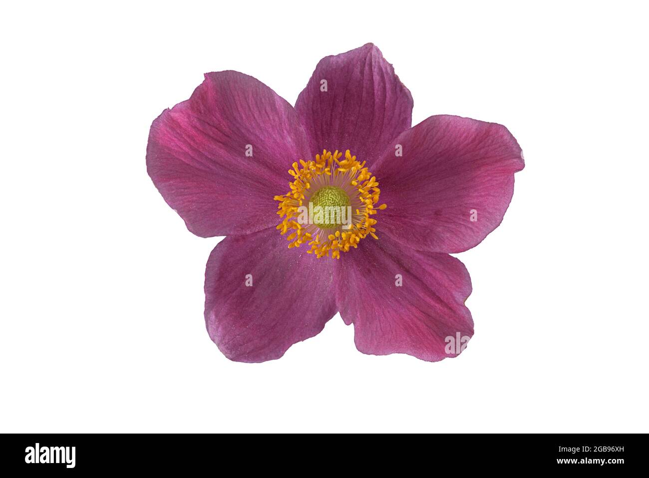 Anémone chinoise (Anemone hupehensis), fleur, Allemagne Banque D'Images