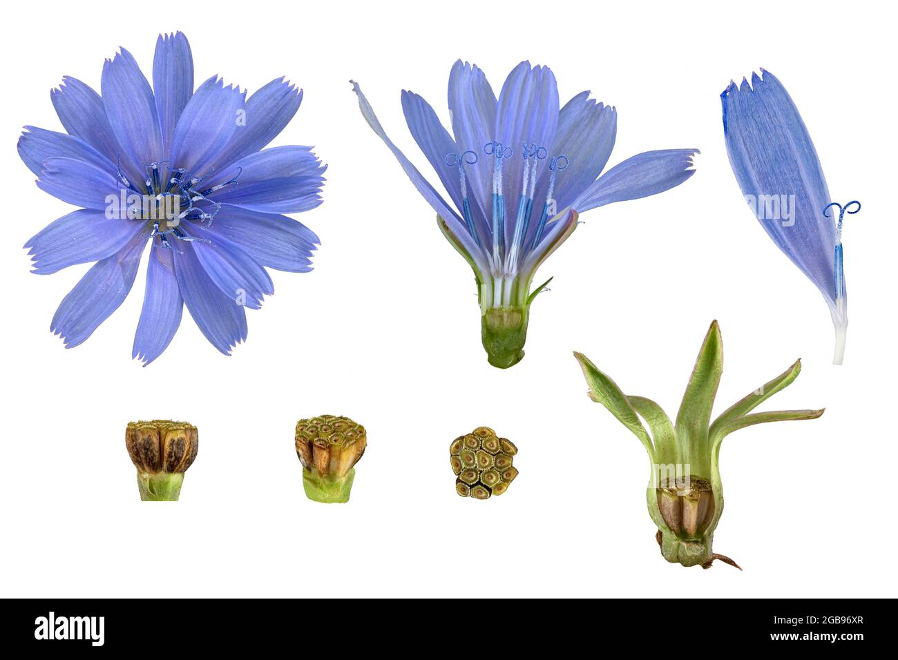 Chicorée commune (Cichorium intybus), détails de fleurs, peuplement de semences immature, panneau photo, Allemagne Banque D'Images