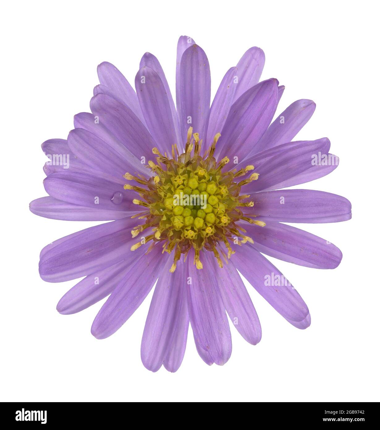 Aster de New York (Symphyotrichum novi-belgii), aster à feuilles lisses, fleur, Amérique du Nord, Allemagne Banque D'Images