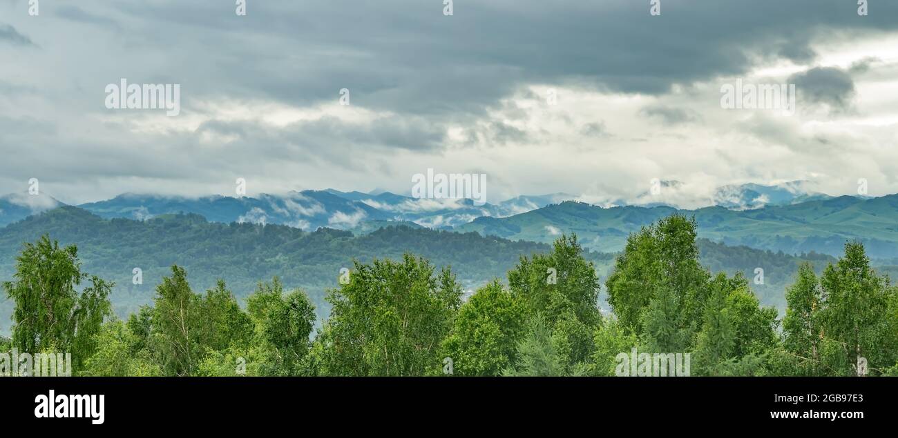 long panorama, paysage sombre d'une vallée de haute altitude par temps pluvieux avec des porcs sur le fond de branches d'arbres Banque D'Images