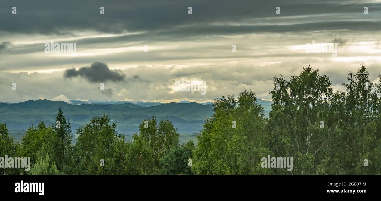 long panorama, paysage sombre d'une vallée de haute altitude par temps pluvieux avec des porcs sur le fond de branches d'arbres Banque D'Images