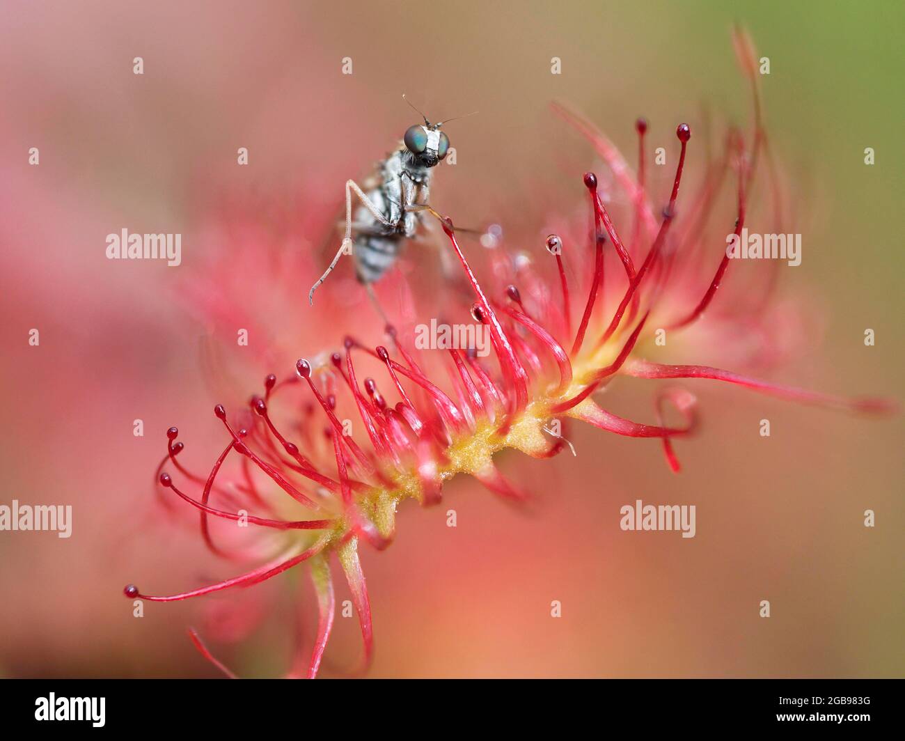 Sunfolia commune (Drosera rotundifolia) avec mouche dans les tentacules, Rhénanie-du-Nord-Westphalie, Allemagne Banque D'Images