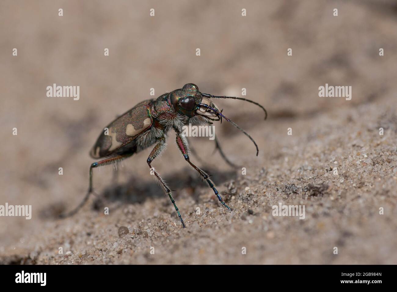 Le duneau du Nord (Cicindela hybrida) est à court d'un entonnoir de sable (Myrmeleon formicarius), Rhénanie-du-Nord-Westphalie, Allemagne Banque D'Images
