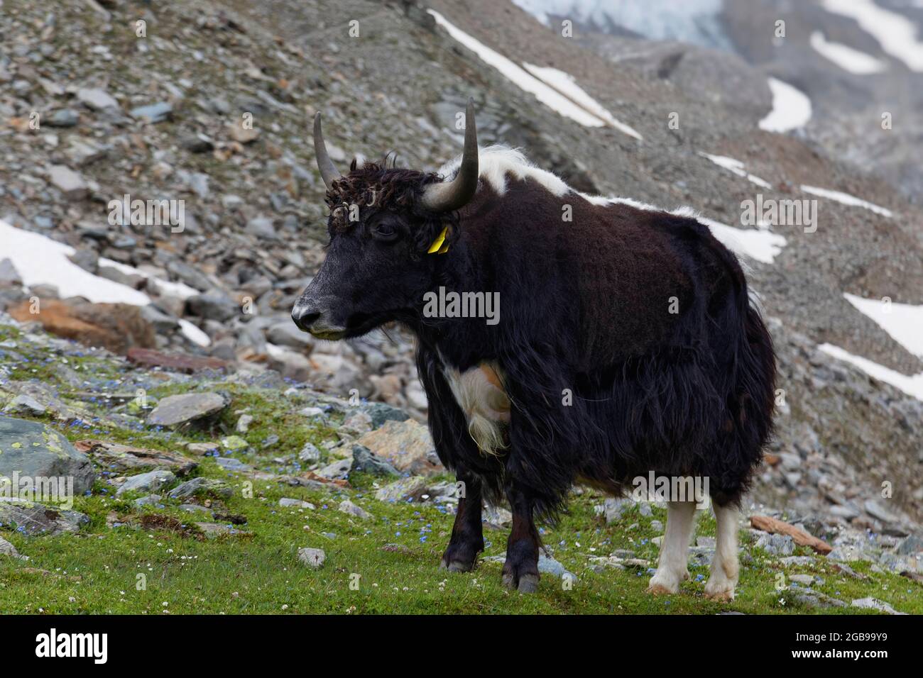 Yak domestique tibétain (Bos grunniens), yak, yak de Reinhold Messner, sur un pâturage alpin près du village de montagne Sulden, Solda, district de la Banque D'Images