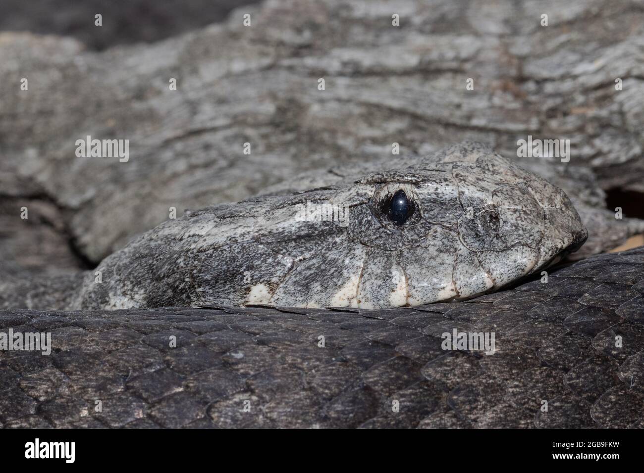 Gros plan de l'Adder de la mort commune australienne Banque D'Images