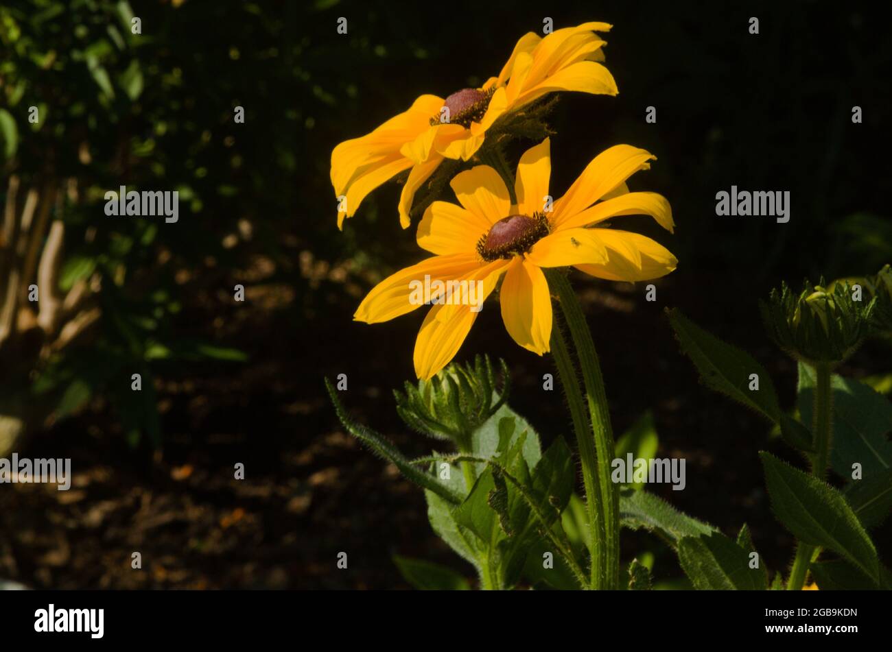 Les yeux noirs Susan fleuris ajoutant beauté et zeste au jardin de fleurs, ces 2 pierres de la flore brillent avec style, couleur, forme, design et motif,. Banque D'Images