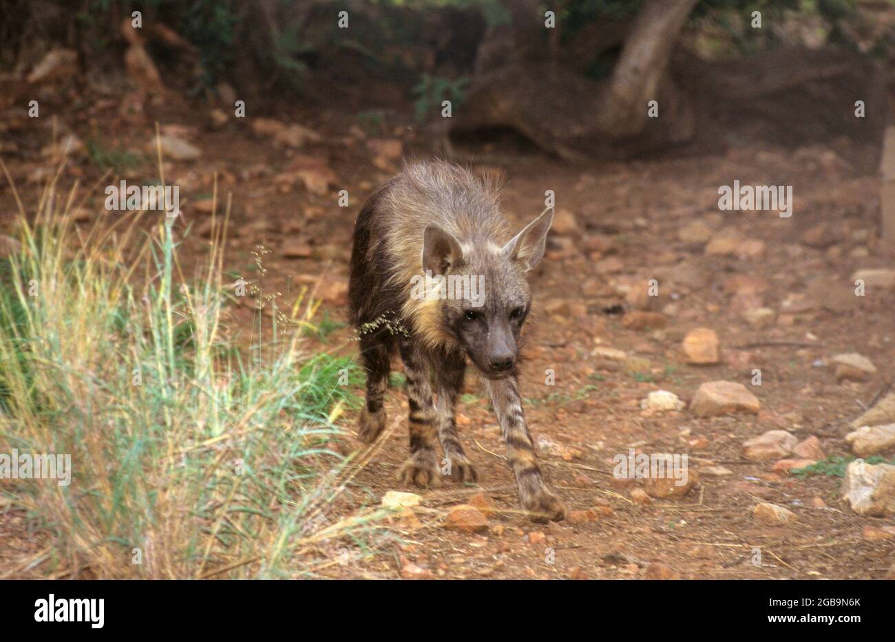 L'hyène brune (Hyena brunnea) cet carnivore est en grande partie solitaire et extrêmement timide. Il est presque entièrement nocturne, typiquement la chasse petit pré Banque D'Images