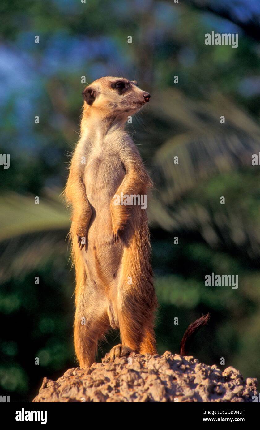 Les suricates à l'affût des prédateurs. Les suricates (Suricata suricatta), également connu sous le nom de suricate, est une mangouste active qui vit dans l'underground bu Banque D'Images