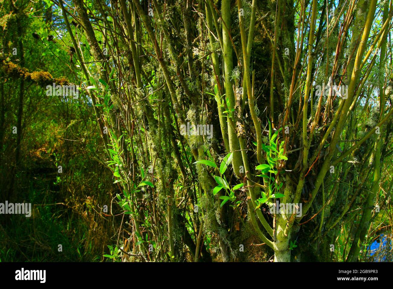 Une image extérieure d'une zone humide du nord-ouest du Pacifique et d'arbres de saule rouge Banque D'Images