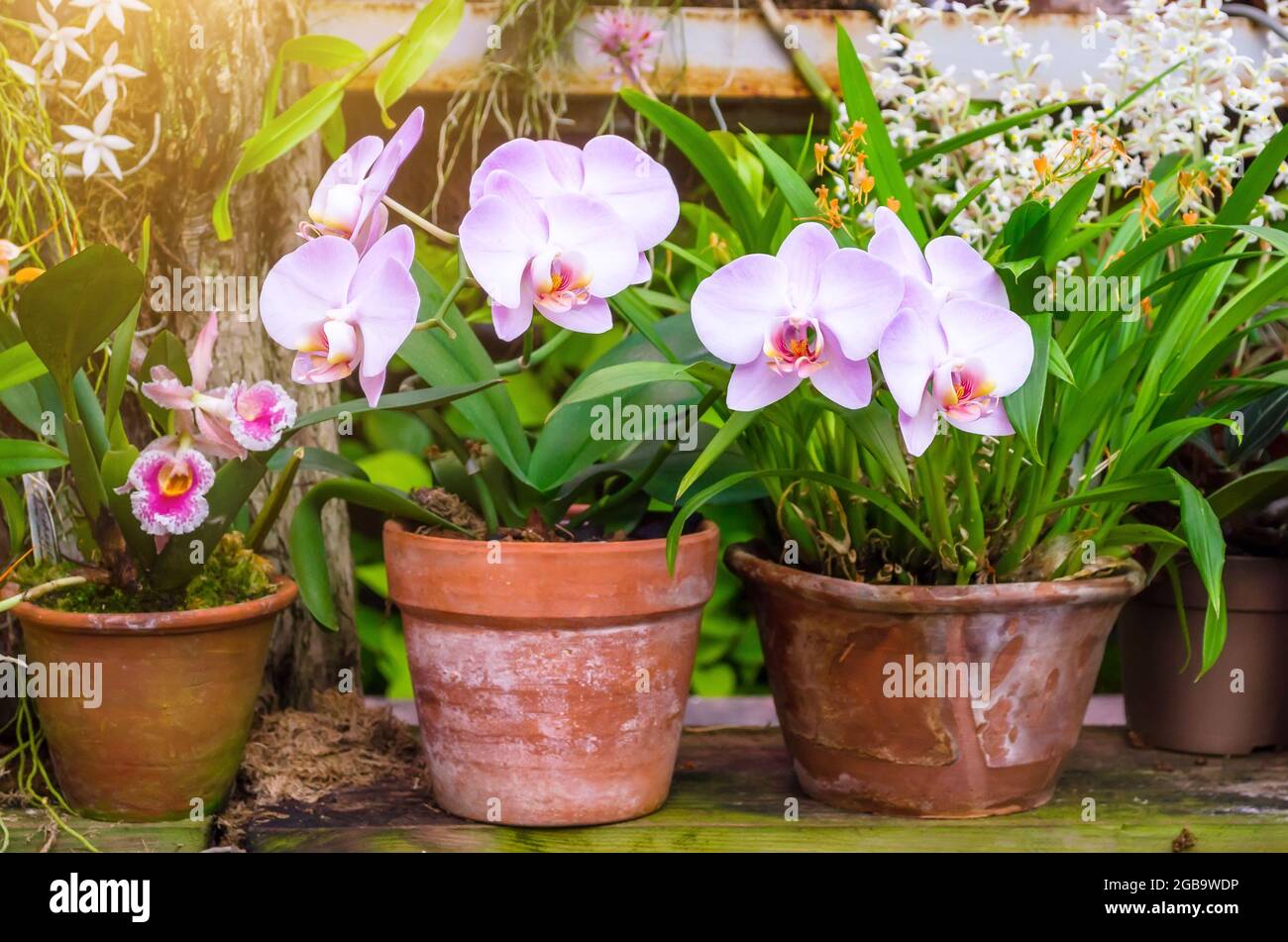 Les orchidées fleurissent dans des pots d'argile dans une forêt tropicale humide Banque D'Images
