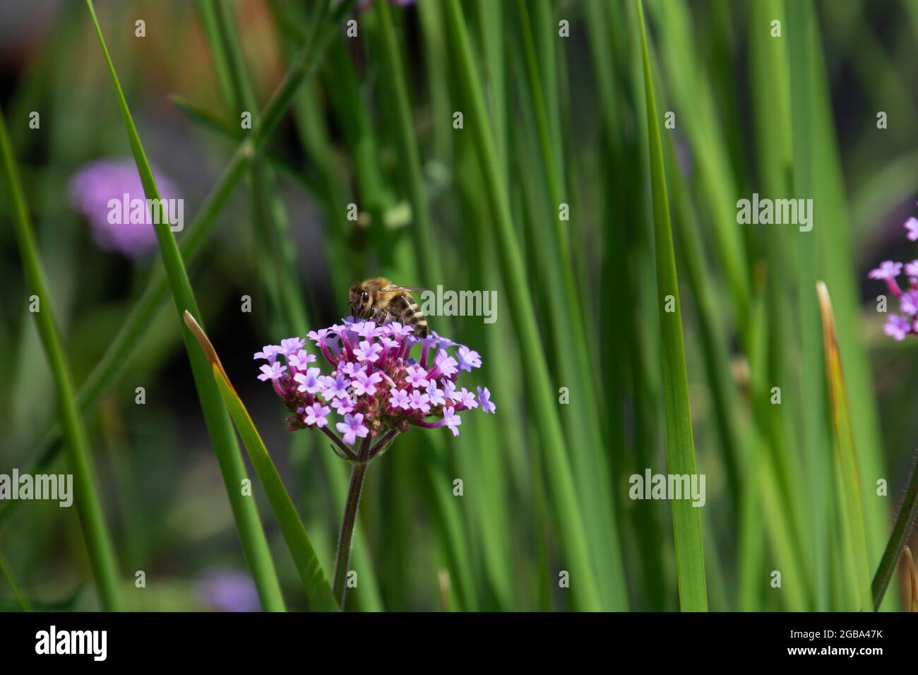 fleurs violettes de verveine commune avec buvant des abeilles polliniques vue rapprochée en été Banque D'Images