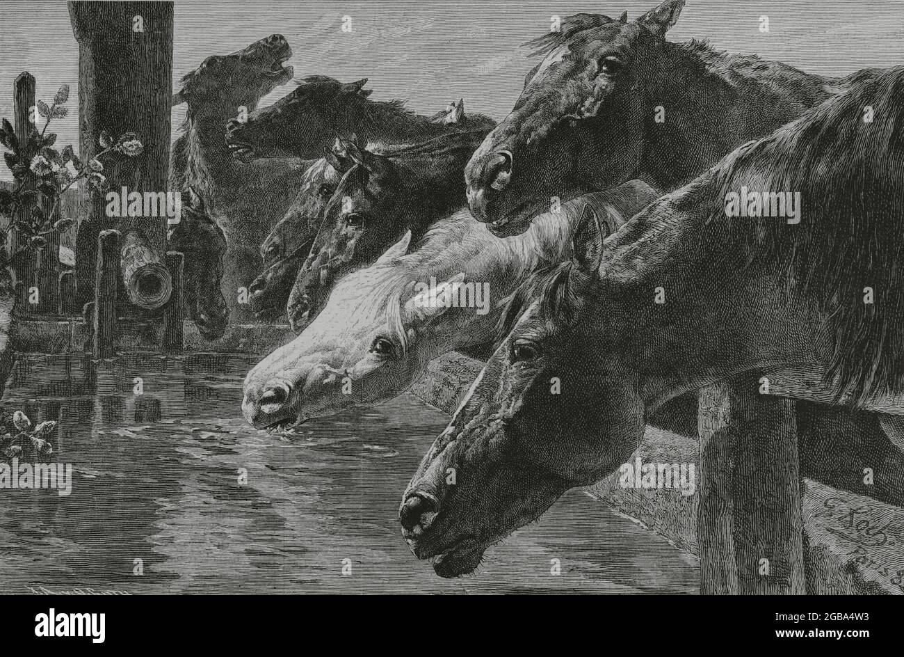 Horse and cattle trough Banque de photographies et d'images à haute  résolution - Alamy