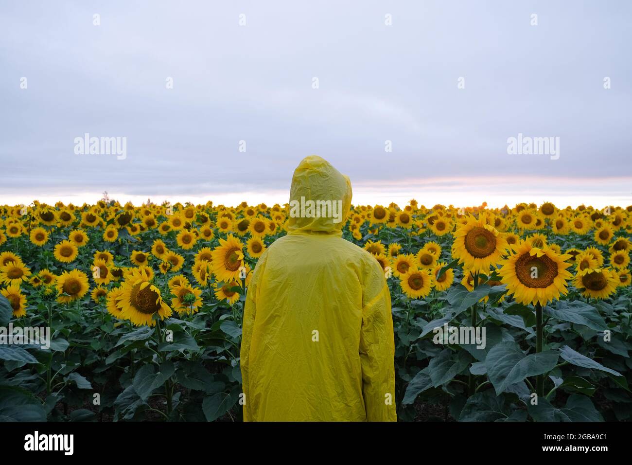 Homme dans un imperméable jaune de capot debout dans le champ de tournesol. Banque D'Images