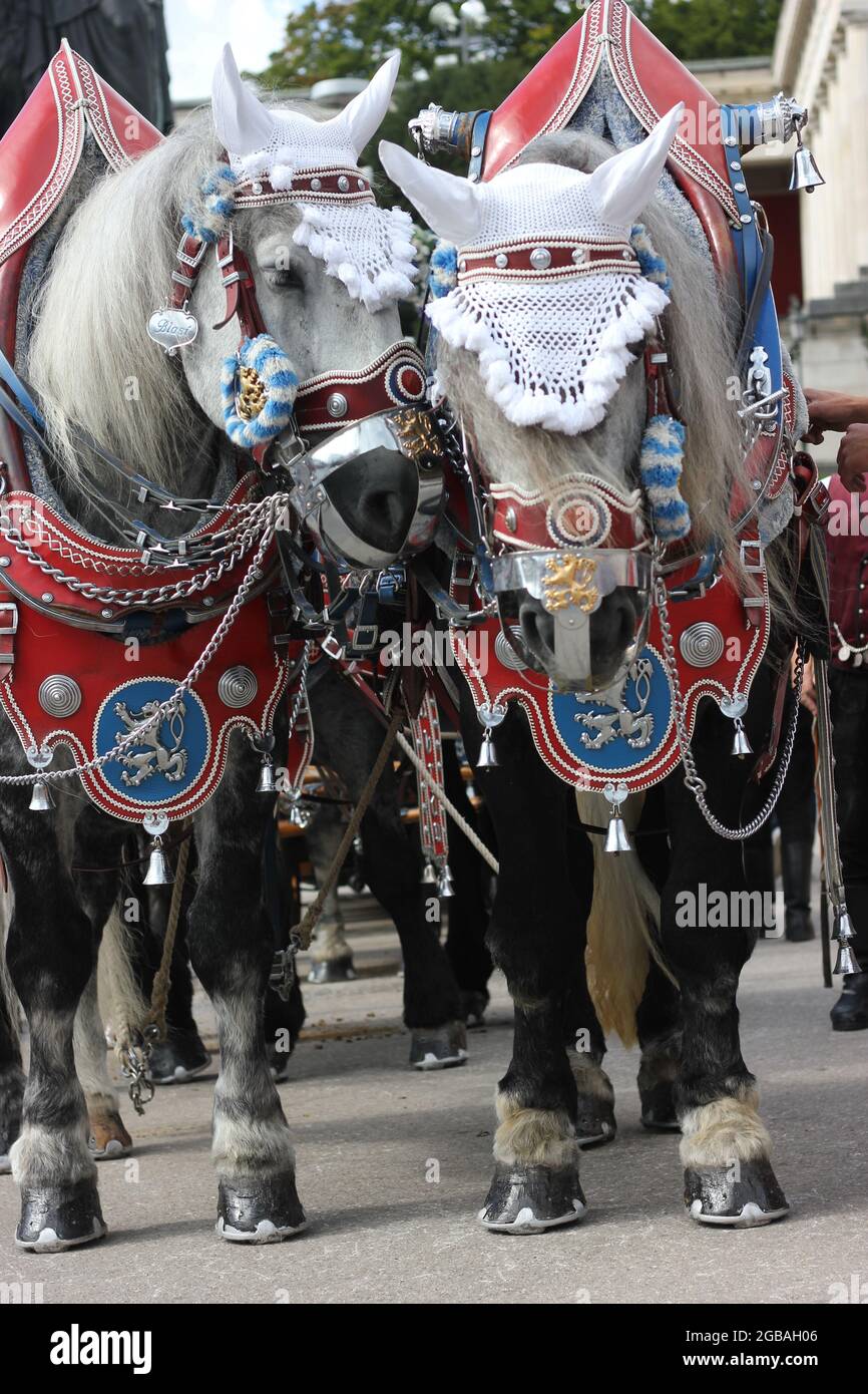Portrait de cheval à octoberfest, Oktoberfest, paire de chevaux de brasserie de charrette, chevaux à sang froid, chevaux de calèche avec bride décorative. Banque D'Images