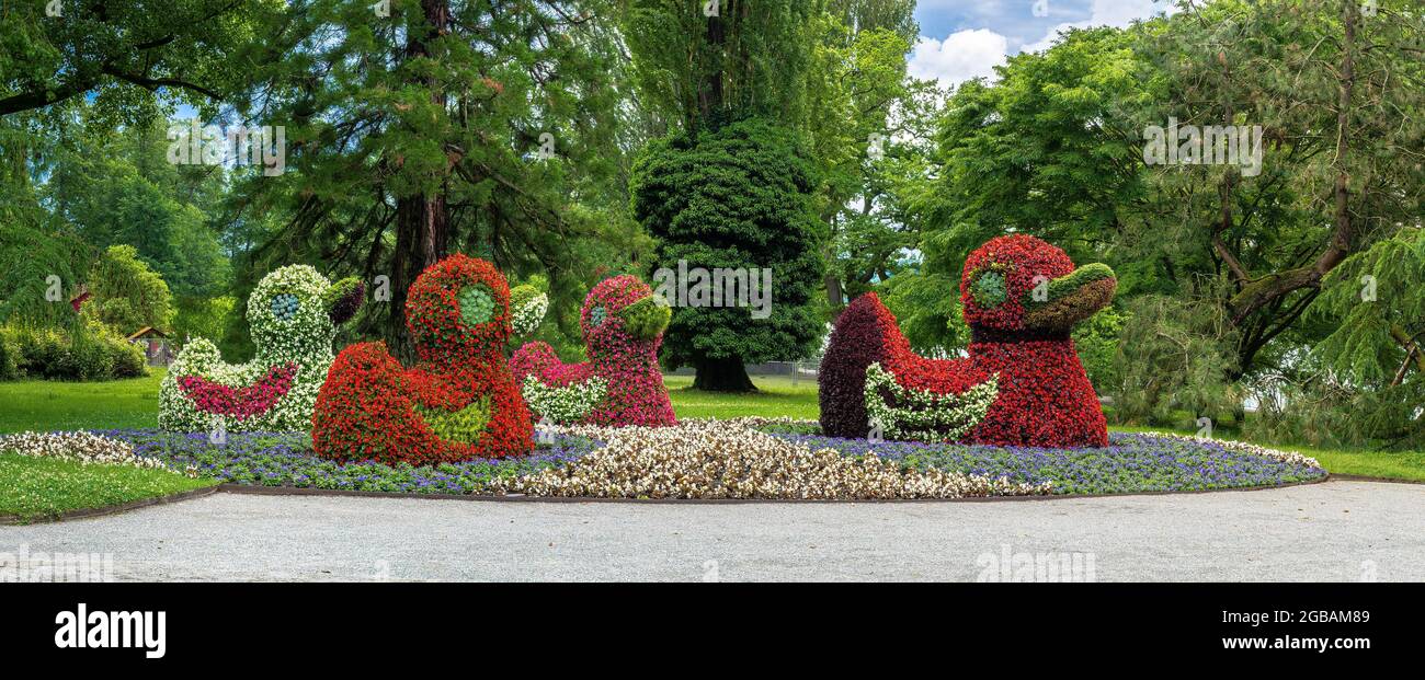Canards de fleurs dans le jardin botanique allemand sur l'île aux fleurs Insel Mainau Banque D'Images