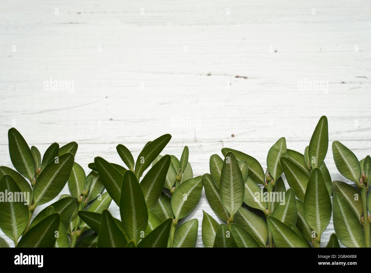 Cadre de cadre créatif avec bouquet de verdure brindilles Boxwood sur fond rustique en bois blanc. Espace pour le texte. Concept rétro nature Vintage. Printemps Banque D'Images